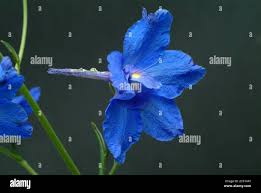 Attēlu rezultāti vaicājumam “Consolida regalis bud”