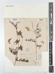 Attēlu rezultāti vaicājumam “Vicia pisiformis”