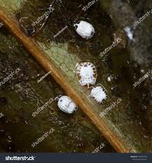 Attēlu rezultāti vaicājumam “Aleurochiton aceris”