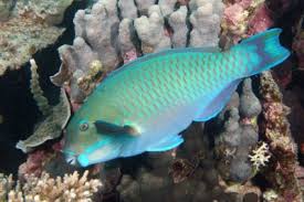 Image result for Chlorurus gibbus