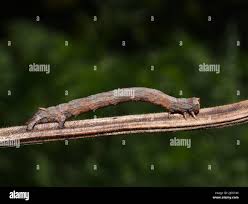 Attēlu rezultāti vaicājumam “Crocallis elinguaria larva”