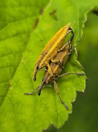 Attēlu rezultāti vaicājumam “Lixus iridis”