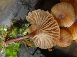 Attēlu rezultāti vaicājumam “Xeromphalina campanella”