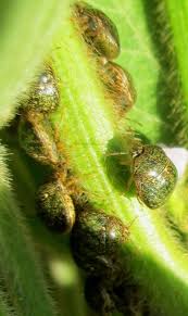Attēlu rezultāti vaicājumam “Cribraria violacea macro”