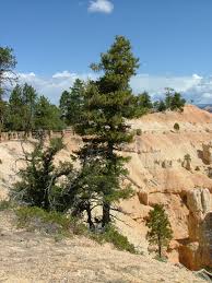 Attēlu rezultāti vaicājumam “Pseudotsuga menziesii var. glauca”