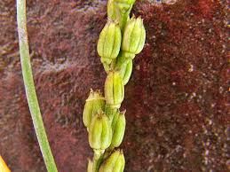 Attēlu rezultāti vaicājumam “Juncaginaceae”