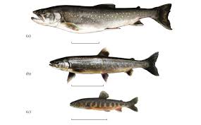 Image result for Salvelinus faroensis
