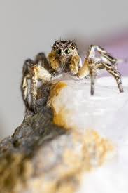 Attēlu rezultāti vaicājumam “Aelurillus v-insignitus”