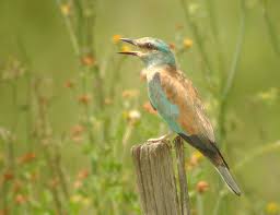 Attēlu rezultāti vaicājumam “Coracias garrulus adult”