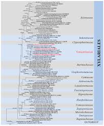 Attēlu rezultāti vaicājumam “Rosellinia desmazieri spores”
