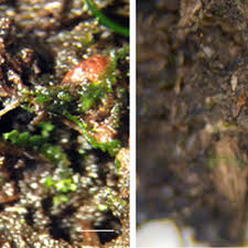 Attēlu rezultāti vaicājumam “Colloderma oculatum”