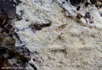 Attēlu rezultāti vaicājumam “Schizopora paradoxa”