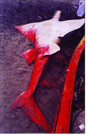 Image result for Pristis pristis