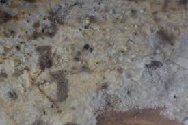 Attēlu rezultāti vaicājumam “Basidiodendron”