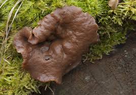 Attēlu rezultāti vaicājumam “Discina perlata”