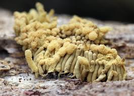 Attēlu rezultāti vaicājumam “Arcyria minuta macro”