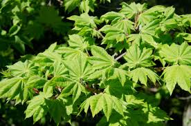 Attēlu rezultāti vaicājumam “Acer pseudosieboldianum”