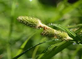 Attēlu rezultāti vaicājumam “Carex capillaris fruit”