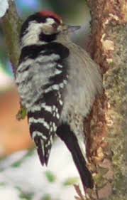 Attēlu rezultāti vaicājumam “Dendrocopos minor”