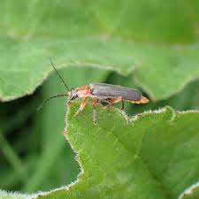 Attēlu rezultāti vaicājumam “Cantharis nigricans”