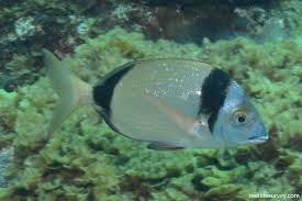 Image result for Diplodus vulgaris