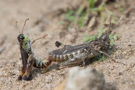 Attēlu rezultāti vaicājumam “Myrmeleotettix maculatus”