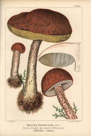 Attēlu rezultāti vaicājumam “Leccinum aurantiacum”