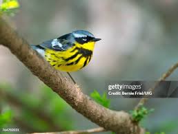 Image result for Dendroica magnolia