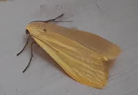 Attēlu rezultāti vaicājumam “Eilema sororcula”