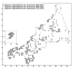 Attēlu rezultāti vaicājumam “Hypnum cupressiforme var. lacunosum”