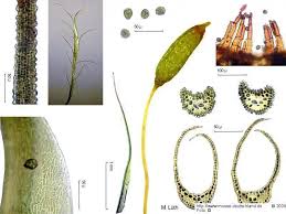 Attēlu rezultāti vaicājumam “Distichium capillaceum”