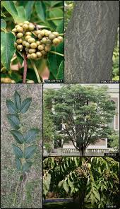 Attēlu rezultāti vaicājumam “Phellodendron amurense”