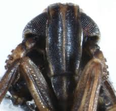 Attēlu rezultāti vaicājumam “Javesella pellucida male”