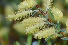 Attēlu rezultāti vaicājumam “Salix triandra male flower”