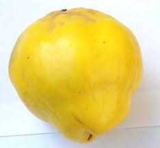 Attēlu rezultāti vaicājumam “Cydonia oblonga fruit”