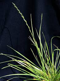 Attēlu rezultāti vaicājumam “Lolium perenne”