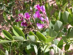 Attēlu rezultāti vaicājumam “Lathyrus japonicus subsp. maritimus flower”