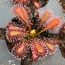 Image result for Drosera