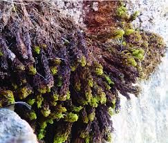 Attēlu rezultāti vaicājumam “Encalypta streptocarpa”