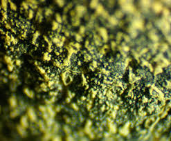 Attēlu rezultāti vaicājumam “Lignydium muscorum plasmodium”