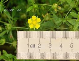 Attēlu rezultāti vaicājumam “Potentilla supina flower”