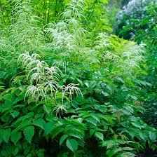 Image result for Aruncus dioicus