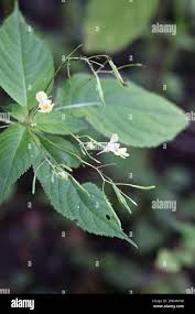 Attēlu rezultāti vaicājumam “Impatiens parviflora leaf”