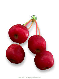 Attēlu rezultāti vaicājumam “Malus baccata fruit”