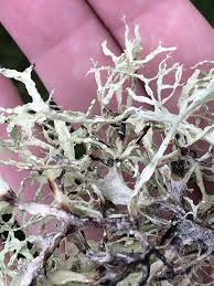 Attēlu rezultāti vaicājumam “Ramalina farinacea”