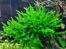 Attēlu rezultāti vaicājumam “Fontinalis antipyretica”