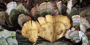 Attēlu rezultāti vaicājumam “Stereum fasciatum”