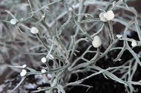 Attēlu rezultāti vaicājumam “Ramalina calicaris”