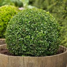 Attēlu rezultāti vaicājumam “Buxus sempervirens”