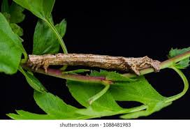 Attēlu rezultāti vaicājumam “Crocallis elinguaria”